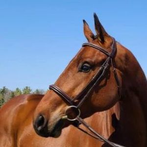 Meet your Posher, Danna